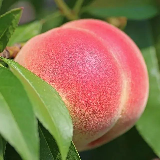 喝起來像水蜜桃汽水的手沖咖啡，你怎能錯(cuò)過？