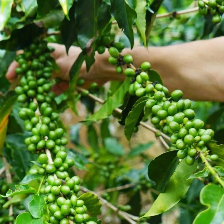 咖啡產區(qū)指南 | 哥斯達黎加小燭莊園