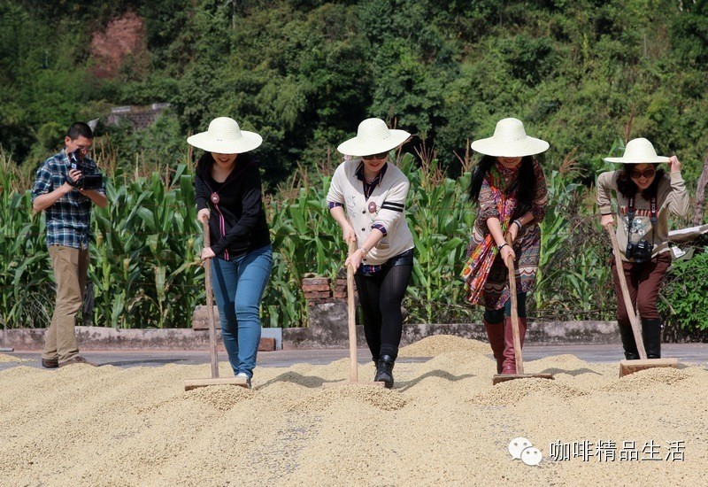 上電視咯！云南咖啡莊園之旅專題片在昆明電視臺(tái)播出， 分鐘濃縮行程精華！