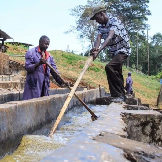 肯尼亞咖啡 | 兩款美人水洗豆“沉魚(yú)”&“傾城”