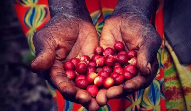 云南咖啡又曝大新聞，速看！