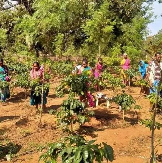 印度咖啡新產(chǎn)區(qū)誕生，種植擴(kuò)張計(jì)劃被提議！