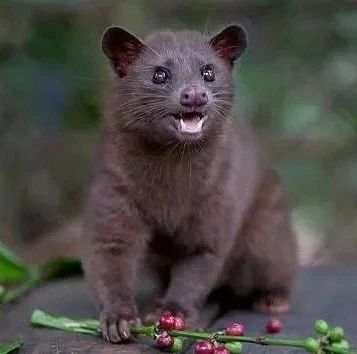 咖啡知識 | 咖啡＆貓屎是如何扯到一起的？?！