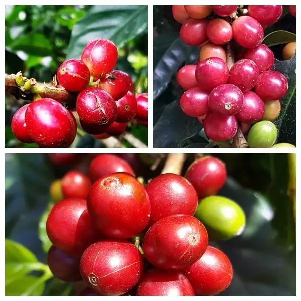 本周推薦 | 厄瓜多爾Maputo蜜處理豆，來(lái)自世界中心的咖啡醇香