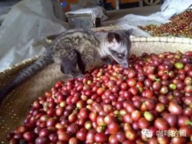 揭秘頂級“貓屎咖啡”，麝香貓選豆比機(jī)器還厲害？