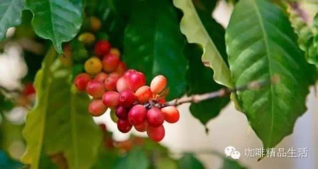 小小咖啡豆中的無限世界：關于產(chǎn)地、烘焙、萃取要知道的事