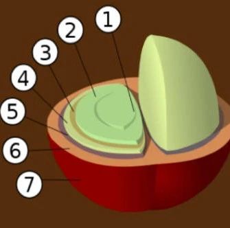 咖啡知識 | 咖啡果實的結(jié)構(gòu)及處理法特點