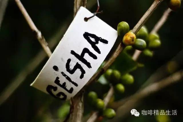 瑰夏咖啡風(fēng)靡全球的秘密，精品咖啡控必看！