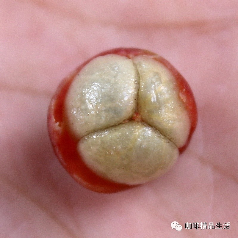 全球咖啡終極指南：有這份，就GO了！