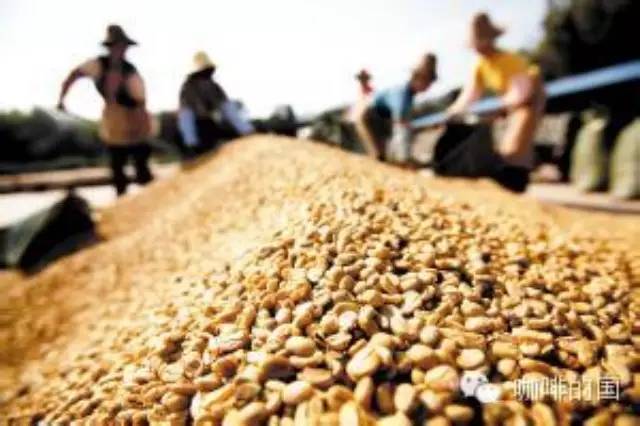 精品咖啡知識  什么是有機咖啡豆？