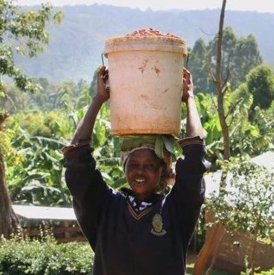 咖啡產(chǎn)區(qū) | 烏干達(dá)咖啡味道為何特別？