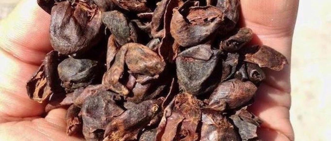 咖啡果皮茶是什么？果皮竟然也可以喝？??！