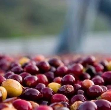 咖啡知識 |  加“蜂蜜”的咖啡真的比較甜？