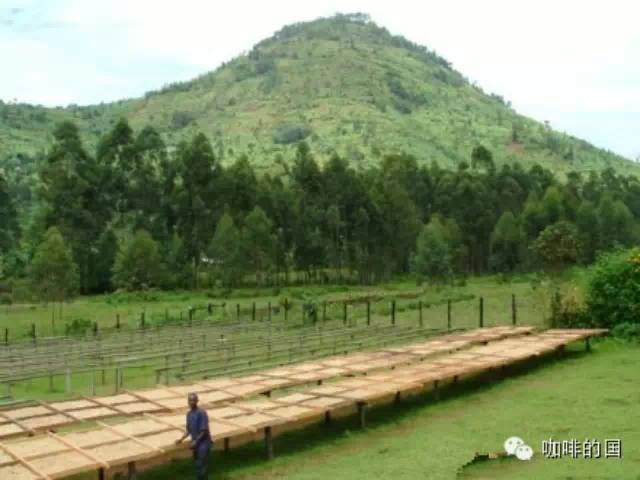 咖啡帶種植咖啡樹(shù)的 個(gè)基本因素