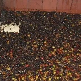 咖啡知識(shí) | 哥倫比亞大樹(shù)莊園雙重酵素水洗豆玫瑰谷