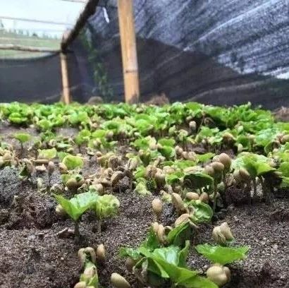 咖啡知識 | 氣候對咖啡種植有什么影響？