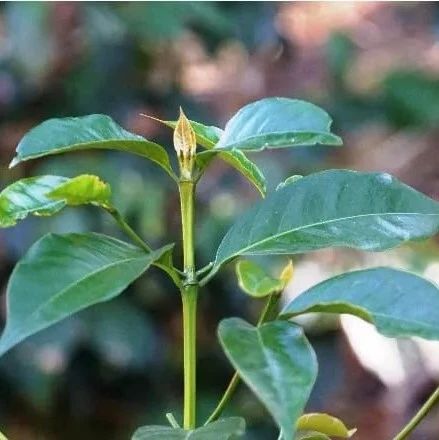 咖啡知識(shí) | 咖啡樹(shù)的鼻祖是什么？