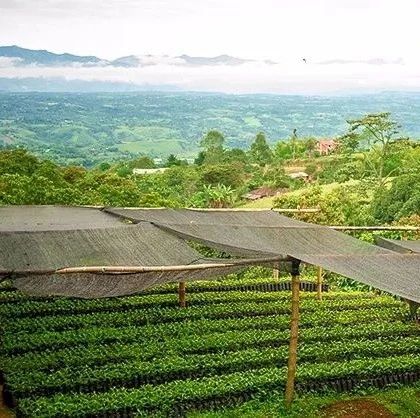咖啡知識(shí) | 香氣十分炸裂的哥倫比亞 厭氧日曬 花夜月