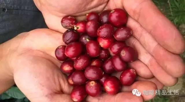 翻山越嶺，只為尋找好咖啡——臺(tái)灣咖啡行精彩圖文分享