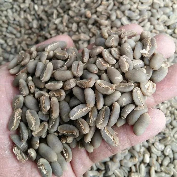 科普 | 長身龍果曼特寧是什么咖啡品種？