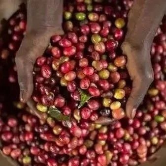 咖啡知識 | 淺談咖啡豆干燥處理