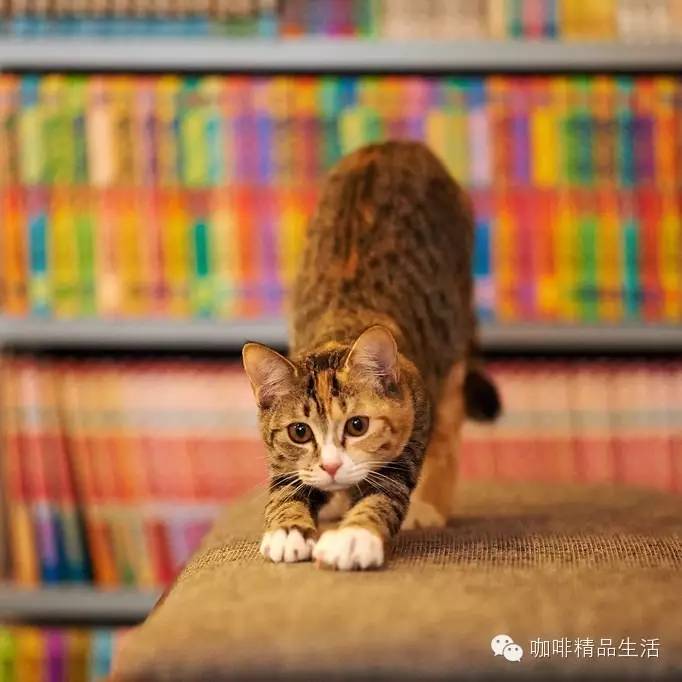 到咖啡館里拍喵星人，超給力！