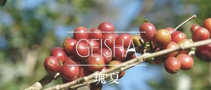 月日 | 一次讓您喝個(gè)夠的瑰夏品鑒日回來(lái)了