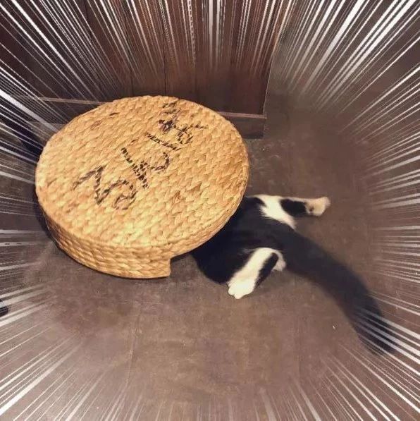 咖啡店驚現(xiàn)不明“萌物”，乍一看以為是“吸貓機(jī)器人”…