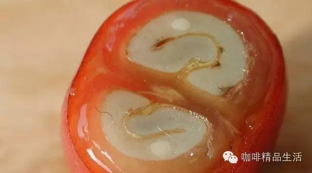 咖啡內(nèi)部“艷照”，很多人第一次見(jiàn)到！