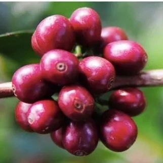 前街咖啡尋豆記 | 瑰夏村莊園金標日曬瑰夏