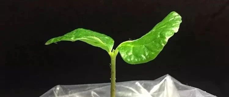 在自家種咖啡是怎樣的一種體驗？
