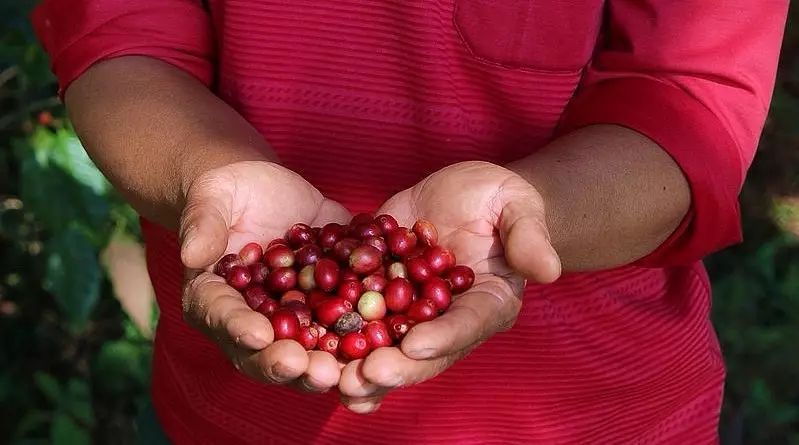 麥隆的一小步，中國精品咖啡的一大步