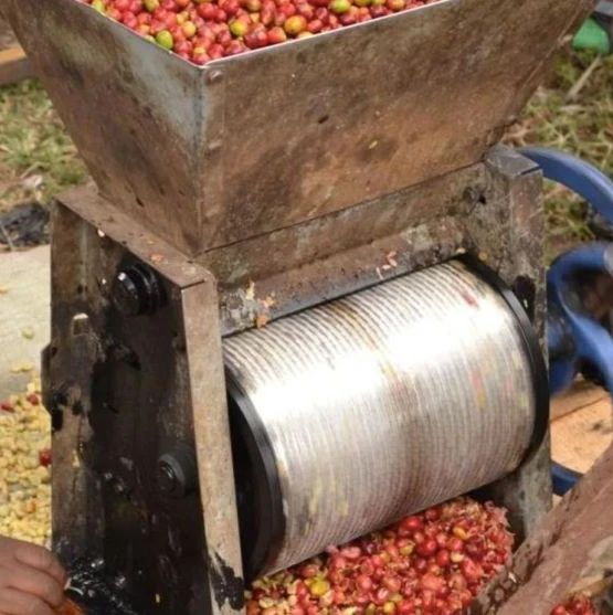 咖啡干貨 | 半水洗/濕刨法處理過程介紹