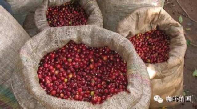 什么是蜜處理咖啡豆？