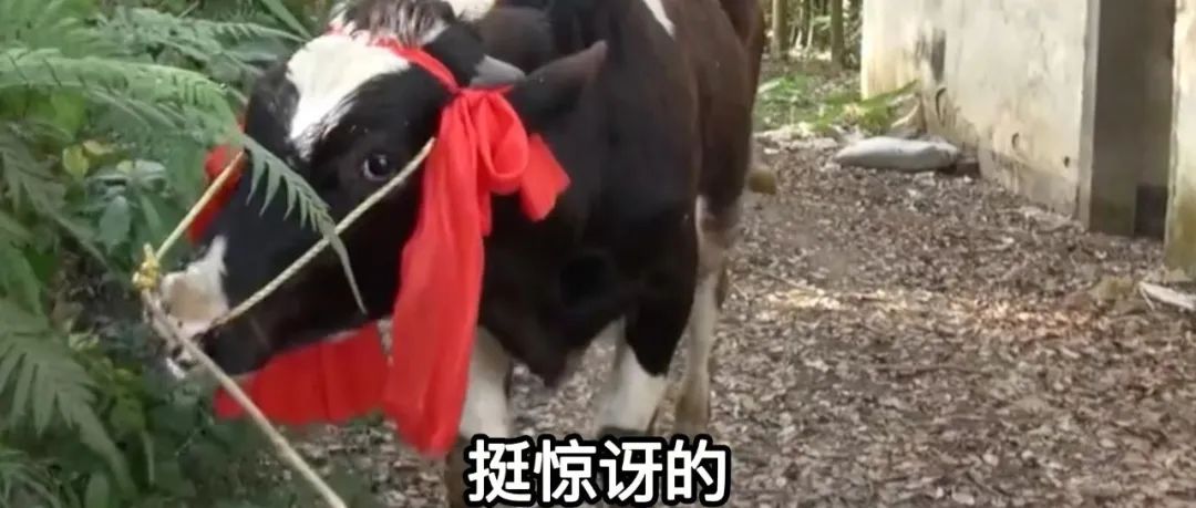 點奶茶中獎一頭奶牛？！網(wǎng)友：家里沒圈都不敢點奶茶了！