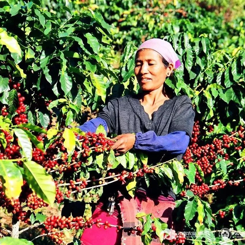 云南小?？Х葘渴质f臺(tái)咖啡機(jī)走向全國(guó)