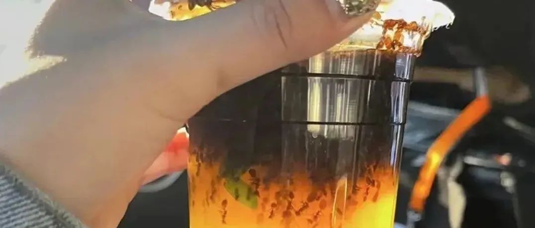 咖啡里全是螞蟻？！商家回應(yīng)拿錯了