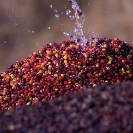 咖啡知識 | 日曬處理的咖啡為什么比水洗處理的咖啡更甜？