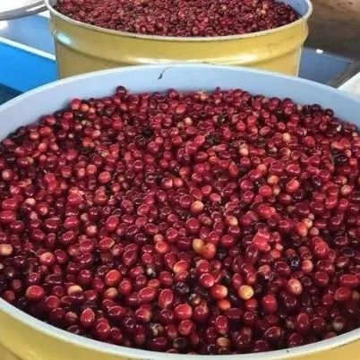 特殊發(fā)酵處理法 | 厭氧發(fā)酵處理法咖啡風味有何特別？