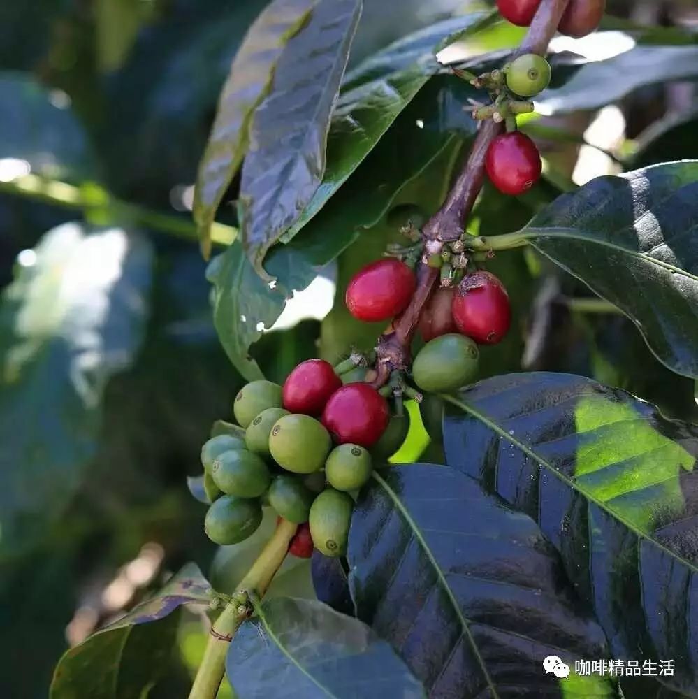 +云南咖啡，你喝過(guò)嗎？