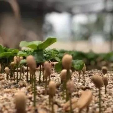 咖啡品種 | 云南小粒咖啡鐵畢卡和卡蒂姆怎么區(qū)分？