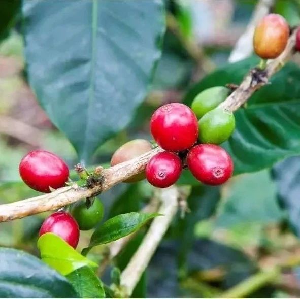 上新折扣 | 魯美蘇丹上新 折，當(dāng)季 . ，巴西＆耶加口糧. ，紅櫻桃＆巴哈 折，雪莉＆玫瑰谷＆花月夜 折！