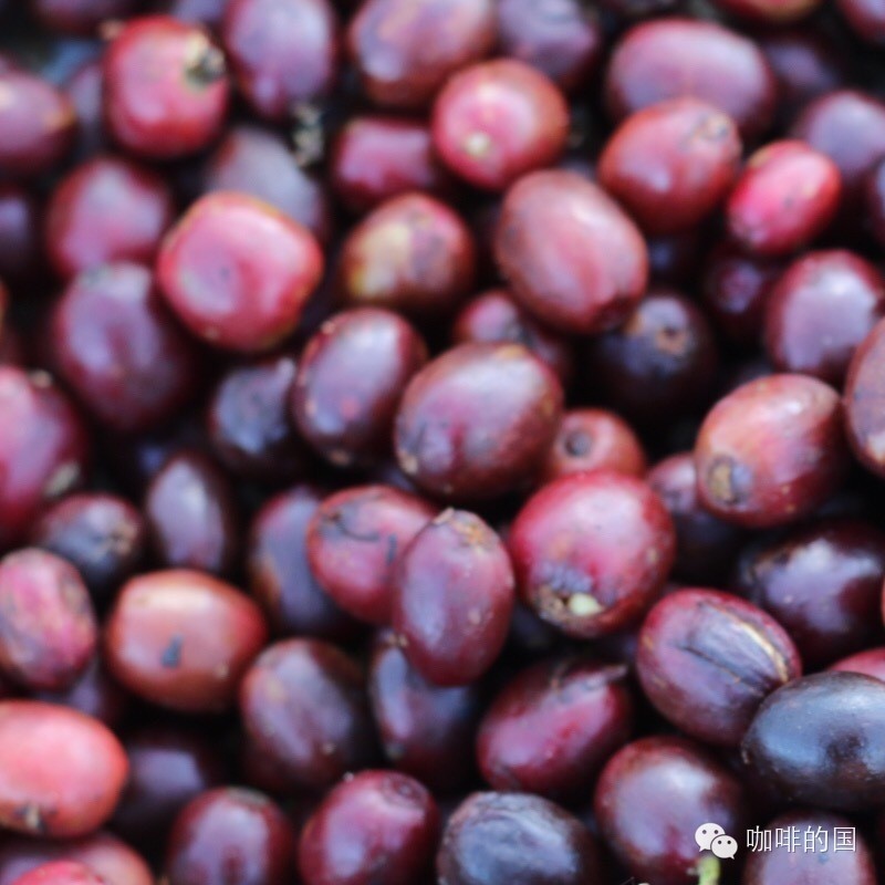 埃塞俄比亞水洗耶加雪菲精品咖啡生豆