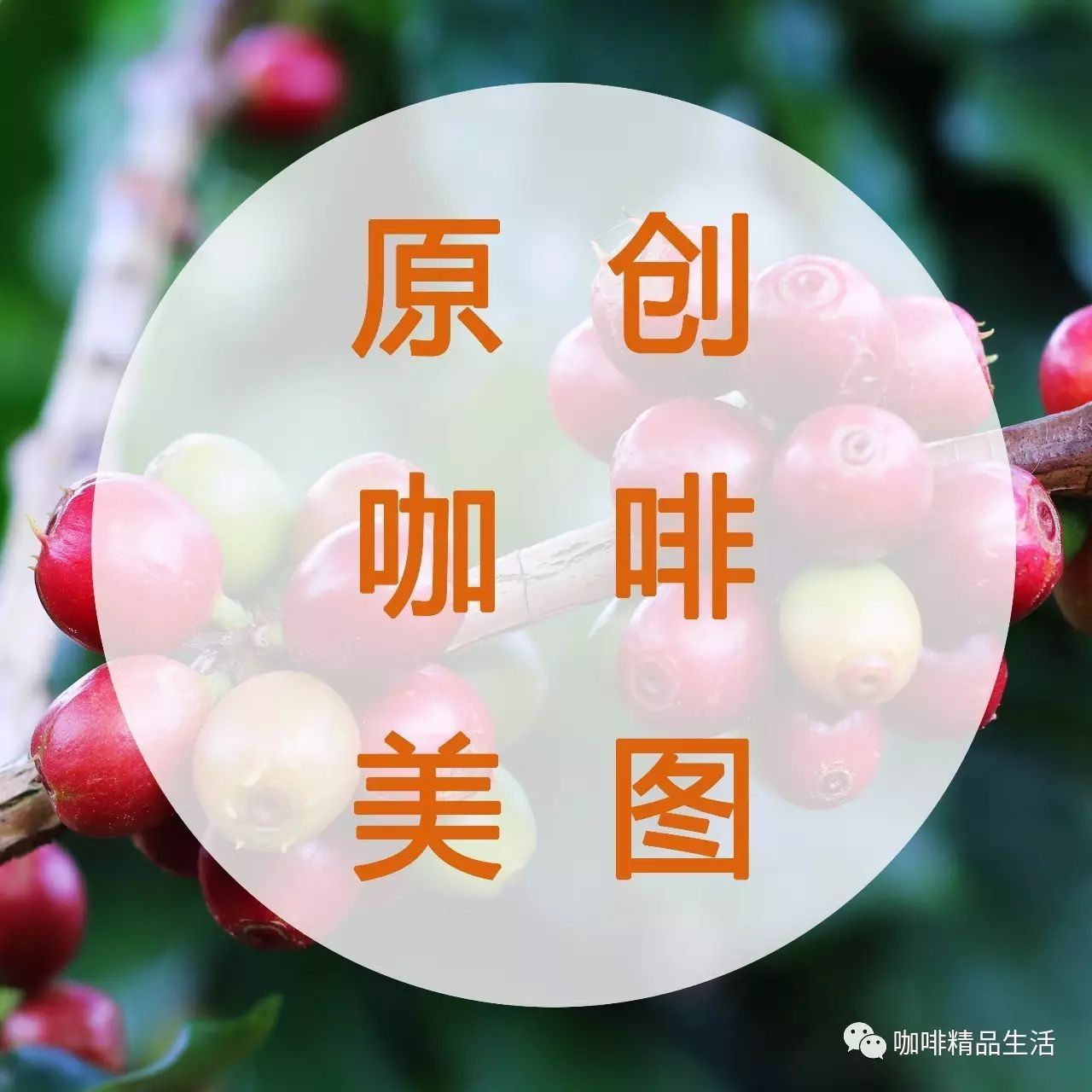 咖啡主題手機(jī)壁紙 | 咖啡花開(kāi)的季節(jié)更想你