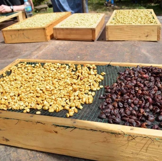 咖啡知識 | 咖啡處理法之蜜處理