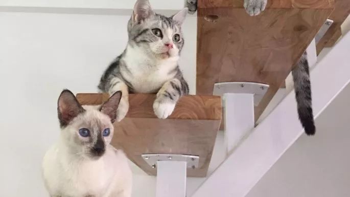 覓館｜像貓一樣生活隨意灑脫，跟困難說聲LEHO