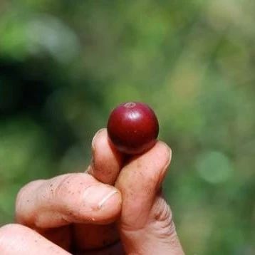 咖啡知識 | 同品種不同產(chǎn)區(qū)咖啡風味口感為什么不一樣？