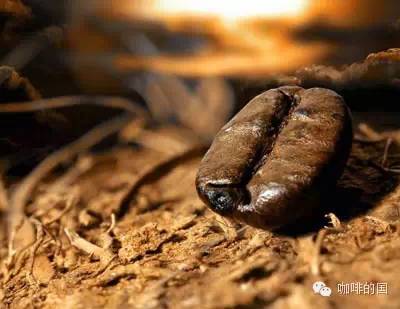 一杯好咖啡主要決定于這三個因素