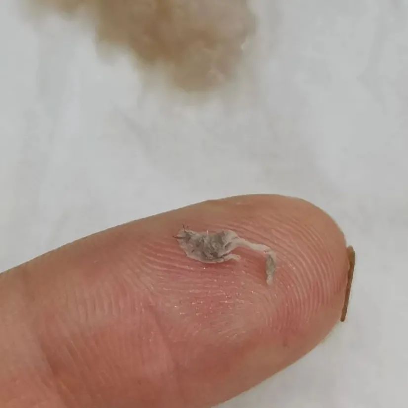 茶百道喝出“紙屑”和“樹枝”？？店家解釋那是番薯根！