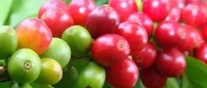 咖啡專業(yè)詞匯大集合|再也不怕空氣突然安靜了！!